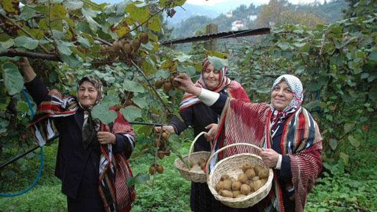 Karadenizde kivi hasadına başlandı