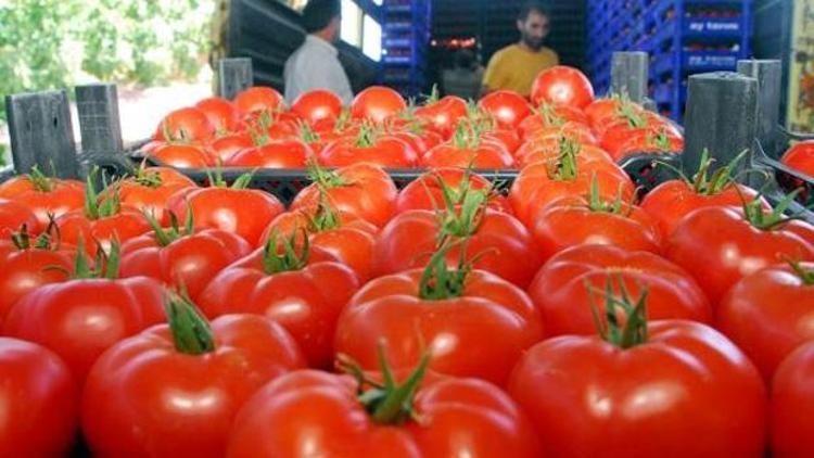 Çanakkaleli domates üreticisi umutsuz