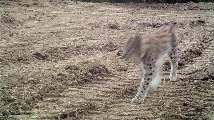 Kırıkkalede vaşak fotokapana yakalandı