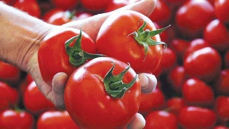 Rusya, 20 ton domatesi geri gönderdi