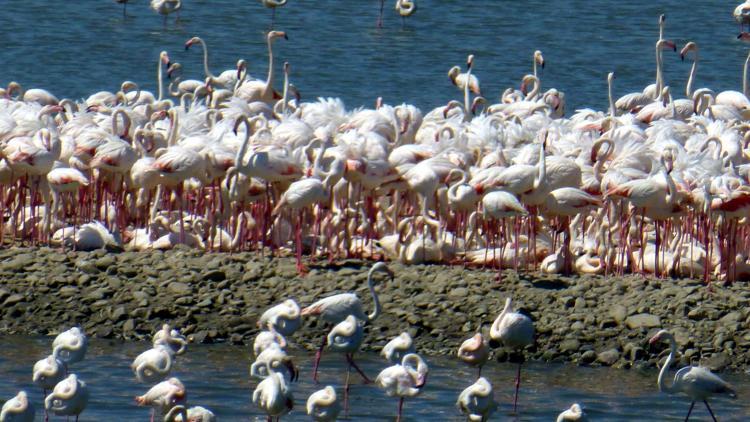 Flamingo cenneti