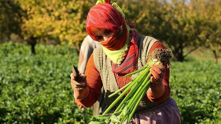 Tarlaların beyaz elmasının hasadı başladı