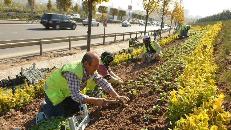 Büyükşehir’den 4 milyon kış çiçeği