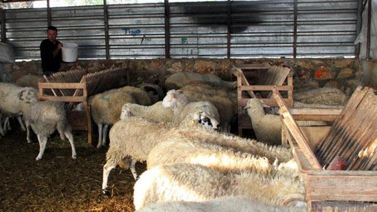 Bursa hayvan pazarları şap hastalığından dolayı kapatıldı