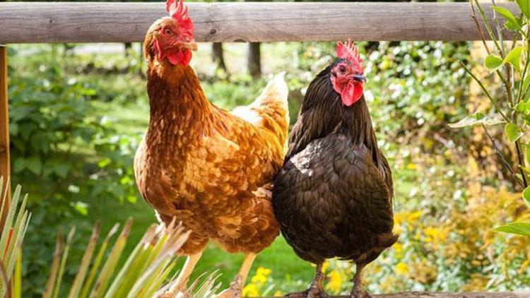 Tavuk sakatatından elde edilen yem 1 Ocaktan itibaren tavuklara yedirilemeyecek