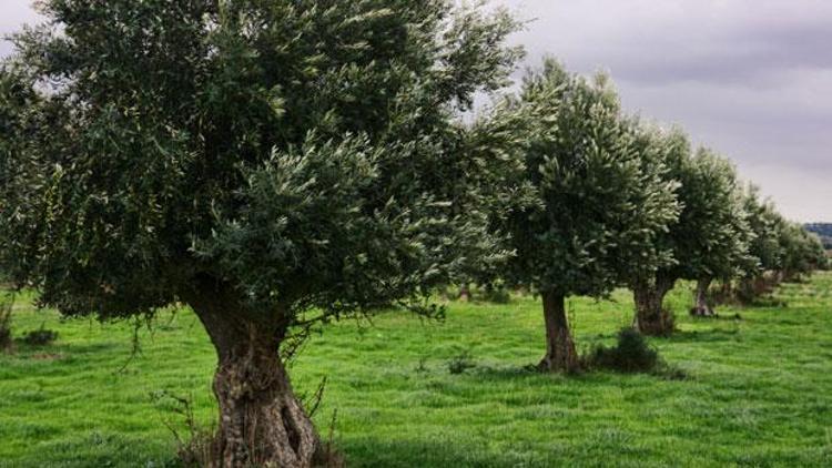 Canan Karataya zeytin tepkisi