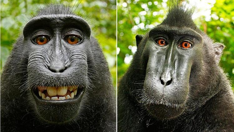 Makak maymunu Narutonun çektiği selfielerle ilgili karar çıktı