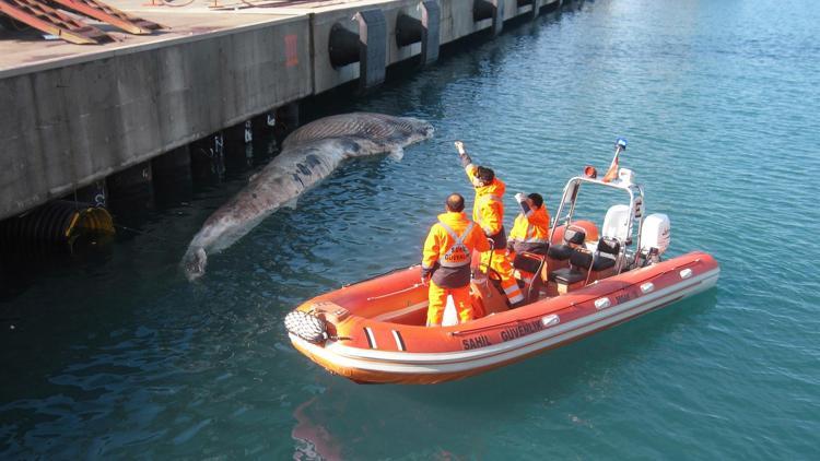 Hatayda iskeleye vuran ölü balina yavrusu incelemeye alındı