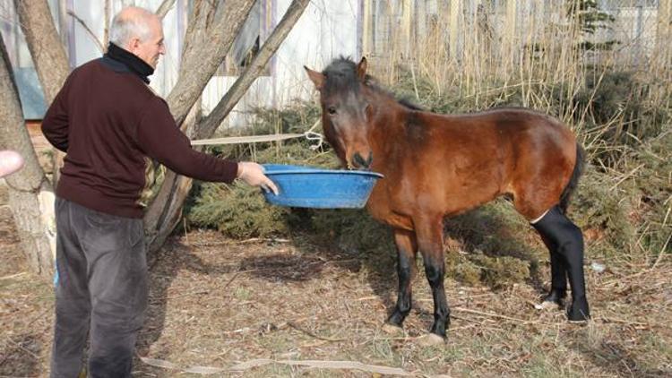 Yeni protezle Papi 4 nala