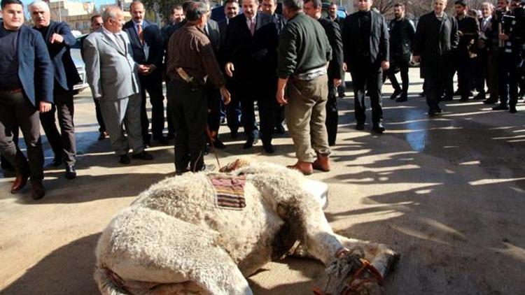 Bakan Faruk Çelik deveyi Gönüllü Kuruluşlar Aşevine bağışladı