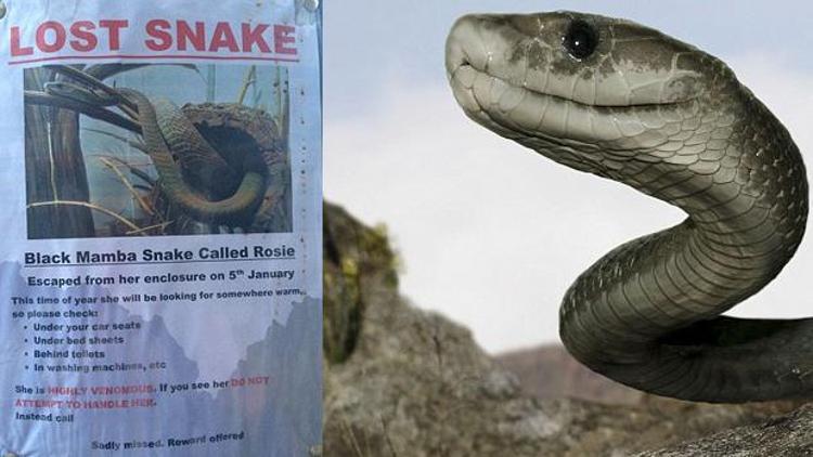 Kayıp yılan Rosie şakası kentte panik yarattı