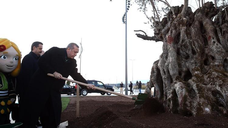 Erdoğan 945 yıllık ağacın dikim törenine katıldı