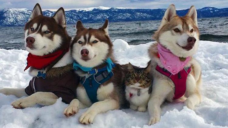 3 Husky, Rosie adlı kediyle kanka oldu