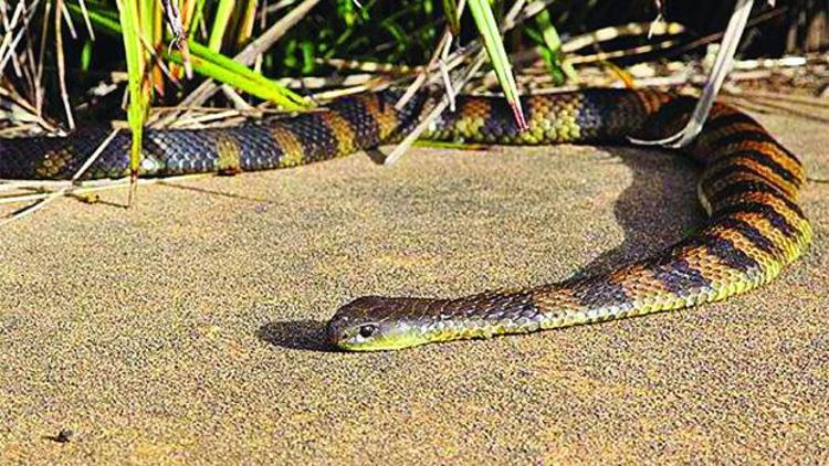Avustralya’da yılan paniği