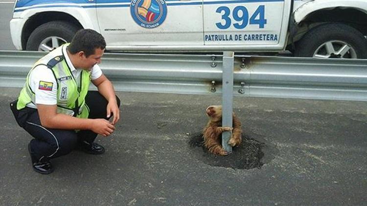Otoyolda mahsur kalan tembel hayvanı polis kurtardı