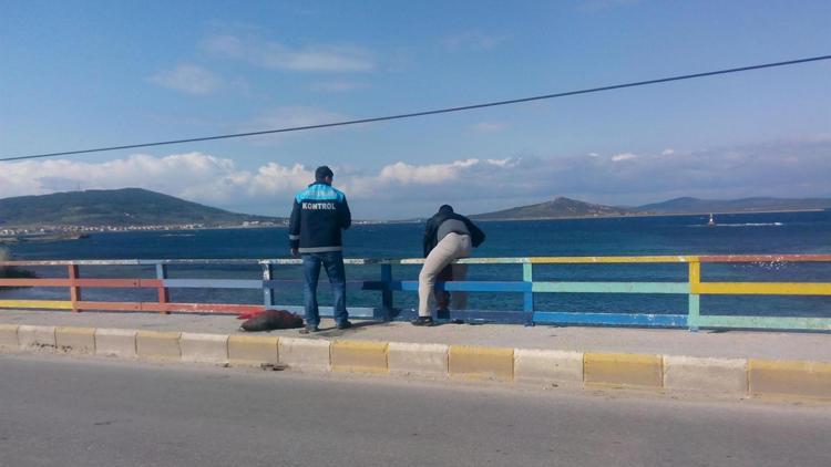 Ayvalık’ta 900 kilo, İzmirde yarım ton deniz patlıcanı ele geçirildi