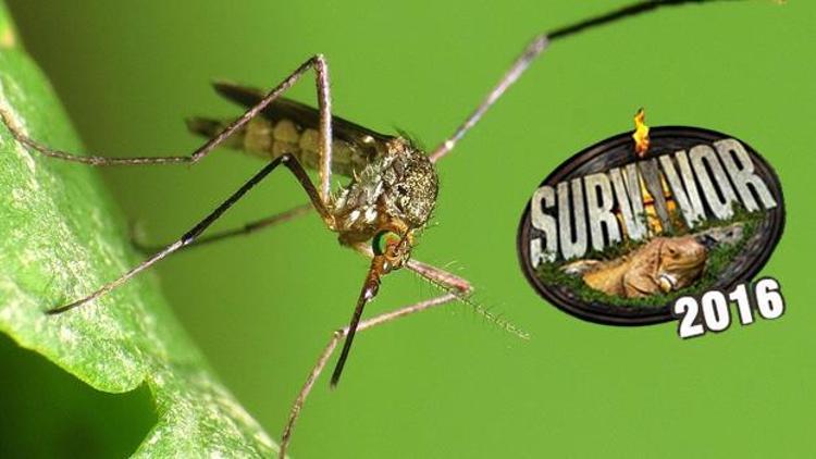 Zika Virüsü nedir Survivor 2016 iptal mi edilecek