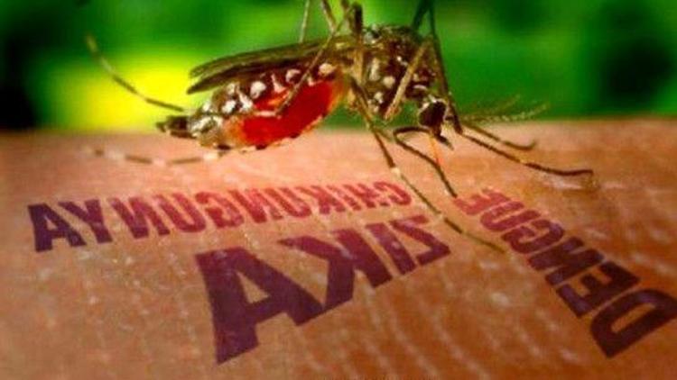 Zika Virüsü nedir, tedavisi var mı
