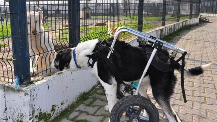 Felçli sokak köpeği protezle yürüdü