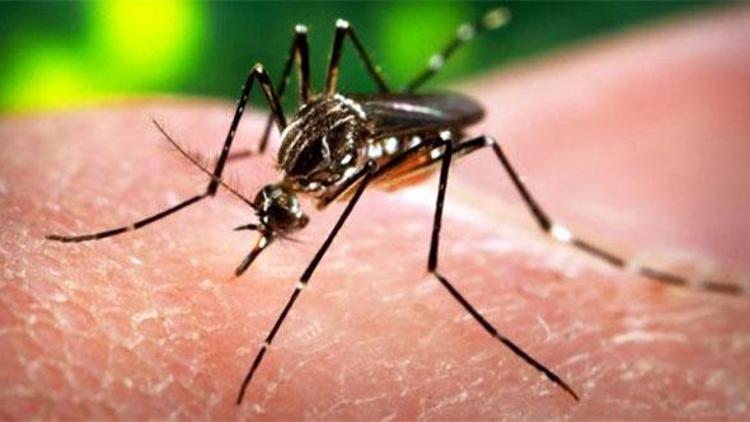 Uçaklarda Zika virüsü önlemi: Sivrisinek temizliği