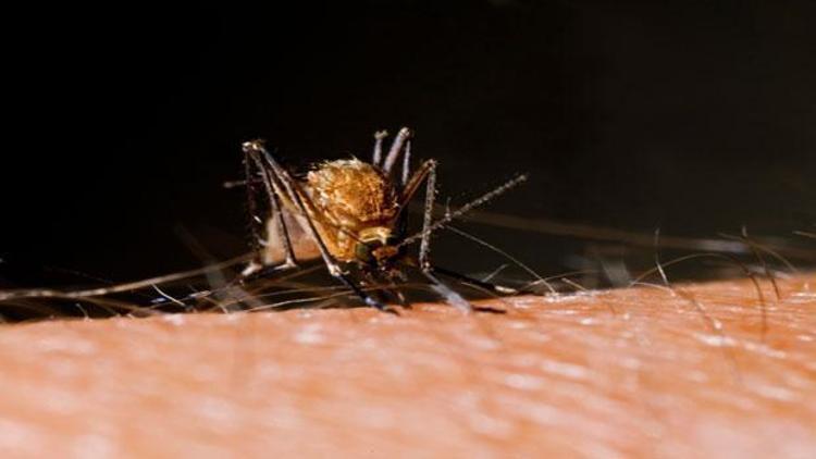 Zika’yı bulaştıran Aedes cinsi Türkiyede var