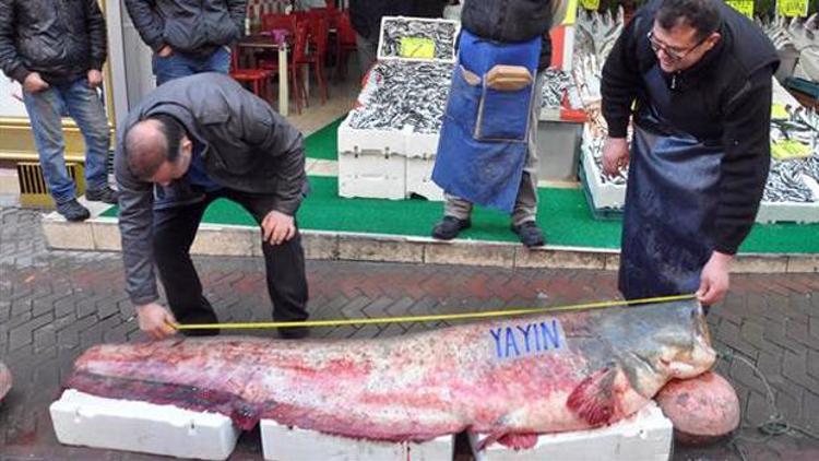 Kızılırmak’ta 2.5 metrelik 110 kilo yayın balığı yakalandı