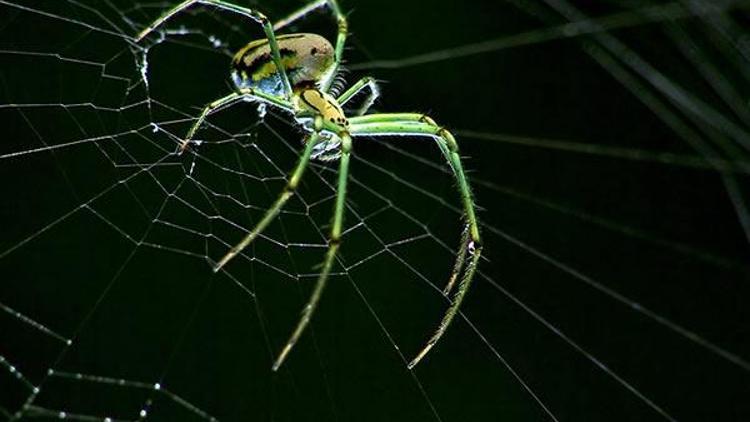 Örümcekler yolların ortasına nasıl ağ örüyor