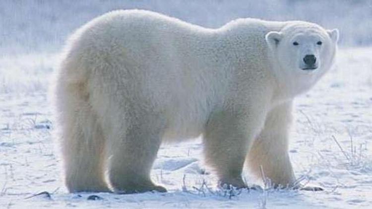 Kutup ayılarının solak oldukları doğru mu