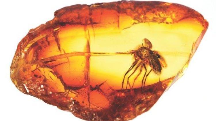 Amberin içinde donmuş bir sivrisinekten dinozor DNAsı elde etmek mümkün mü