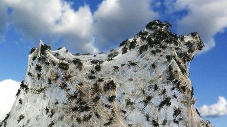 Avustralya’da yaşanan örümcek yağmurunun sebebi nedir