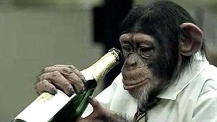 Şempanzelerin sarhoş oldukları doğru mu