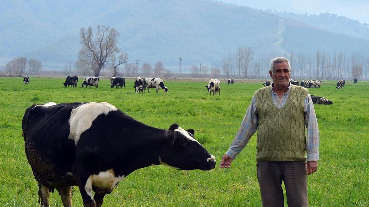 En mutlu süt üreticileri Tire’de