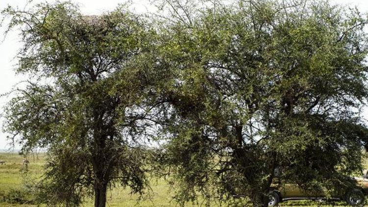 Dikkatle bakın Resimde bir leopar var