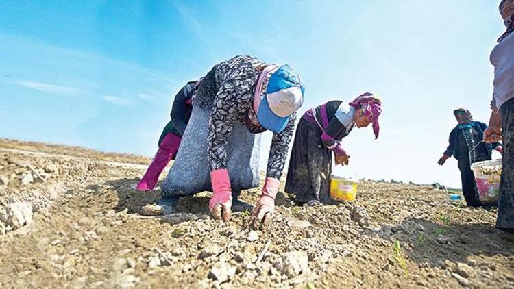 İşgücüne katılım ve istihdam oranında göçmen işçiler Türkleri geçti