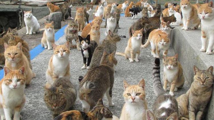 Fransada evinde 113 kedi besleyen kadın yargılanıyor