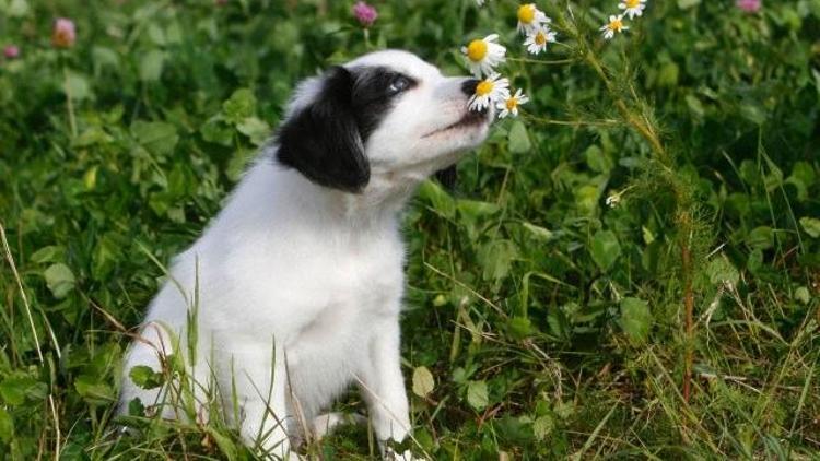 Köpekler kokular konusunda nasıl bu kadar iddialılar