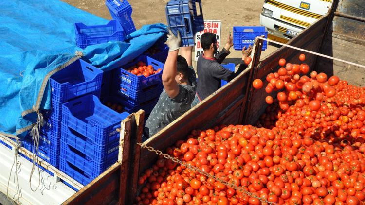 Rusya krizinin vurduğu domates 10 kuruştan salçaya gidiyor