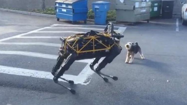 Gerçek köpek robota karşı