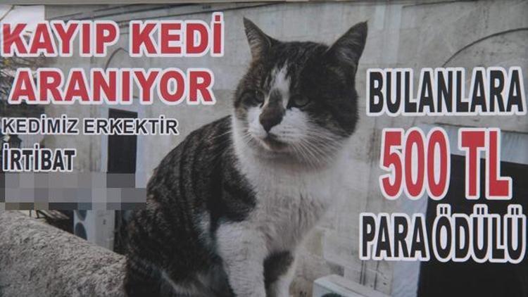 Kedisi için billboardlara ilan verdi
