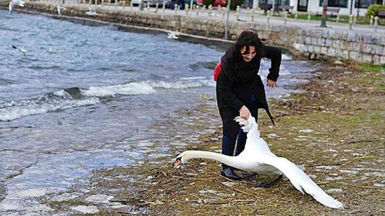 Kuğuyu fotoğraf çektirmek için öldürdü