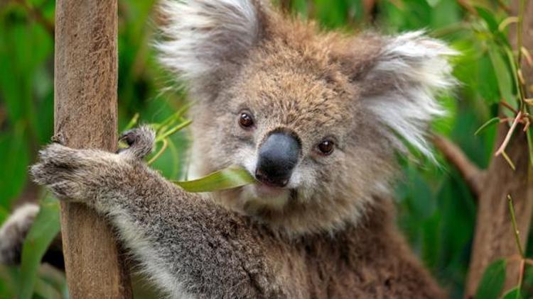 Bisikletinizle giderken yolunuzu bir koala kesseydi ne yapardınız