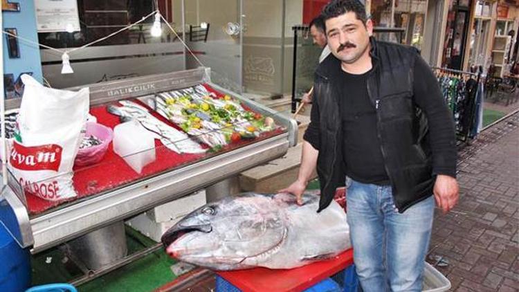 Aydında yakalanan orkinosun midesinden 20 kilo hamsi çıktı