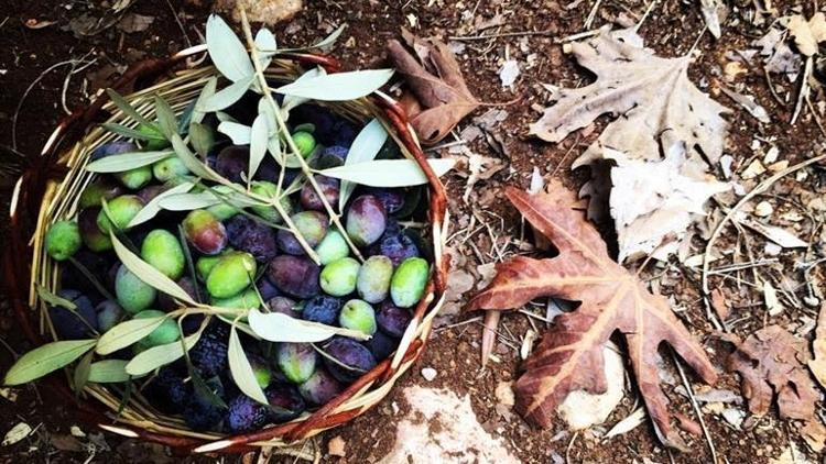 Slow Olive için geri sayım başladı