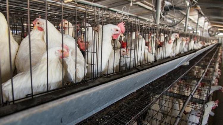 Tarım Bakanlığı’na çağrı: “Antibiyotikleri Gıdamızdan Çekin”