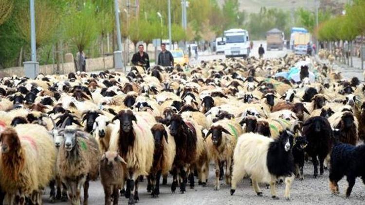 Türkiye’de ilk kez koyunlara mikroçip takılacak