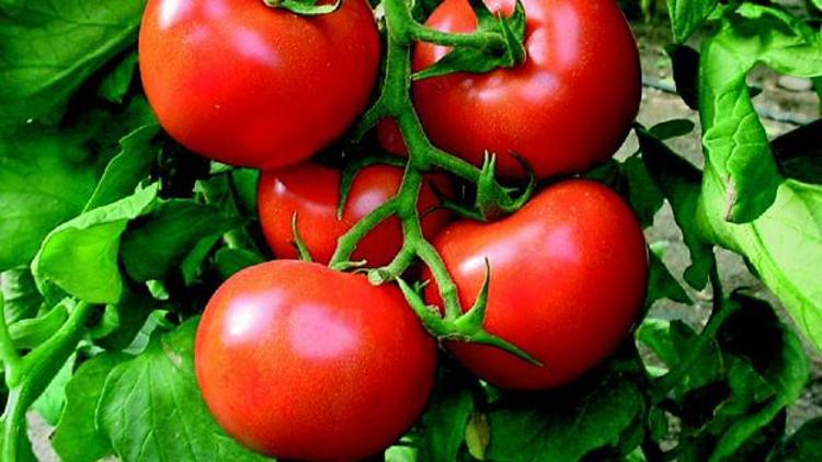 Salkım domates, üreticisine daha çok kazandırıyor