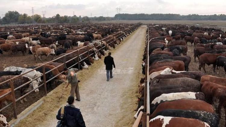 Yerli sığırın fiyatı yüzde 22 arttı