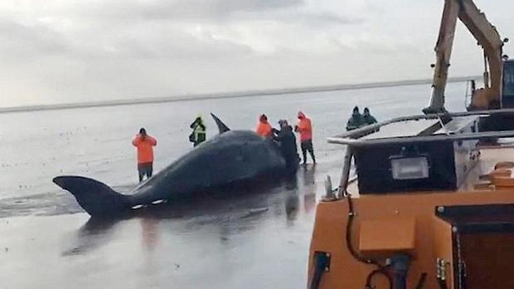 Kıyıya vuran balinaların midesinden araç motoru çıktı