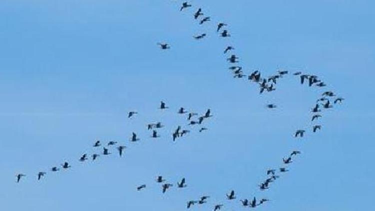 Göçmen kuşlar gökyüzünde barışın simgesini resmetti