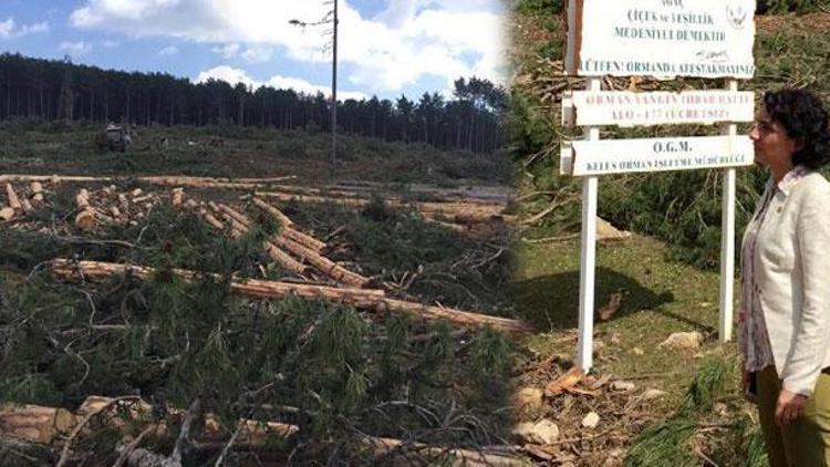 CHPli Kayışoğlu: Gölet için binlerce ağaç kesildi